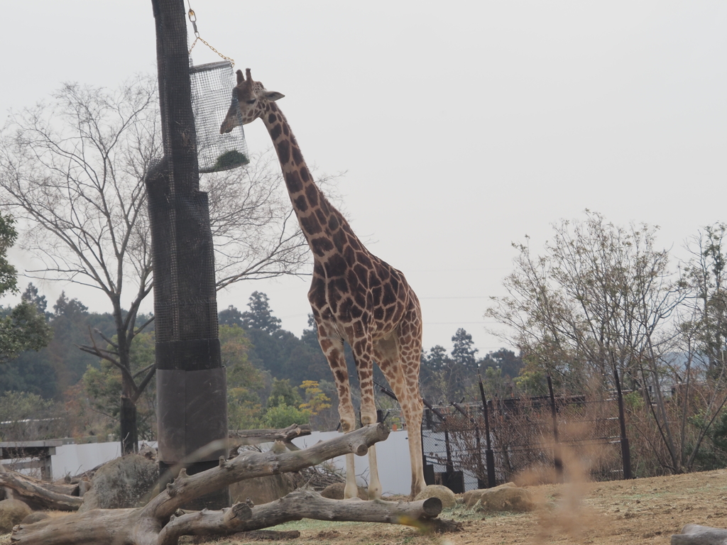 ズーラシアのキリン