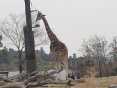 ズーラシアのキリン