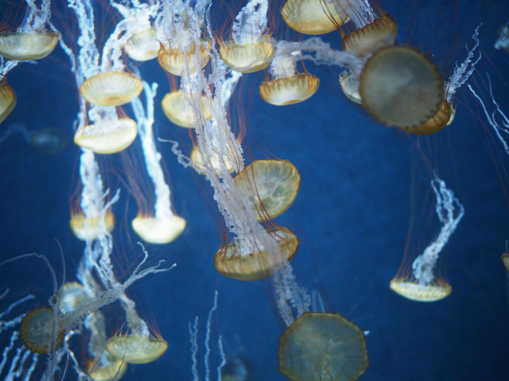 新江ノ島水族館のクラゲ
