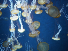 新江ノ島水族館のクラゲ