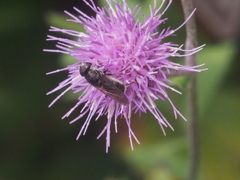 箱根仙石原の生き物
