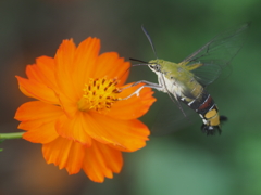 キバナコスモス　ひたちなか海浜公園