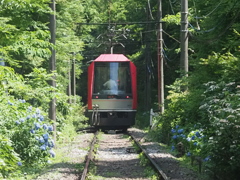 アジサイと試運転の箱根登山鉄道大平台