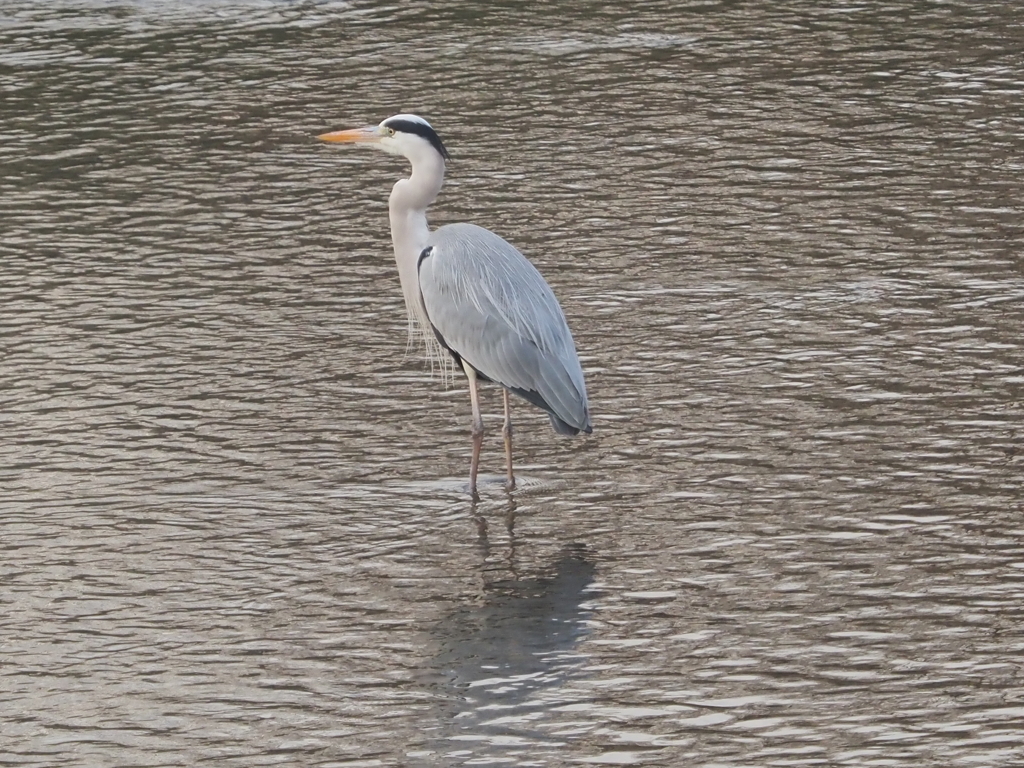 引地川の鳥
