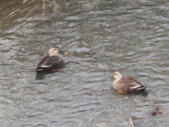 引地川の鳥