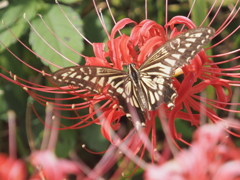 小出川彼岸花のアゲハ