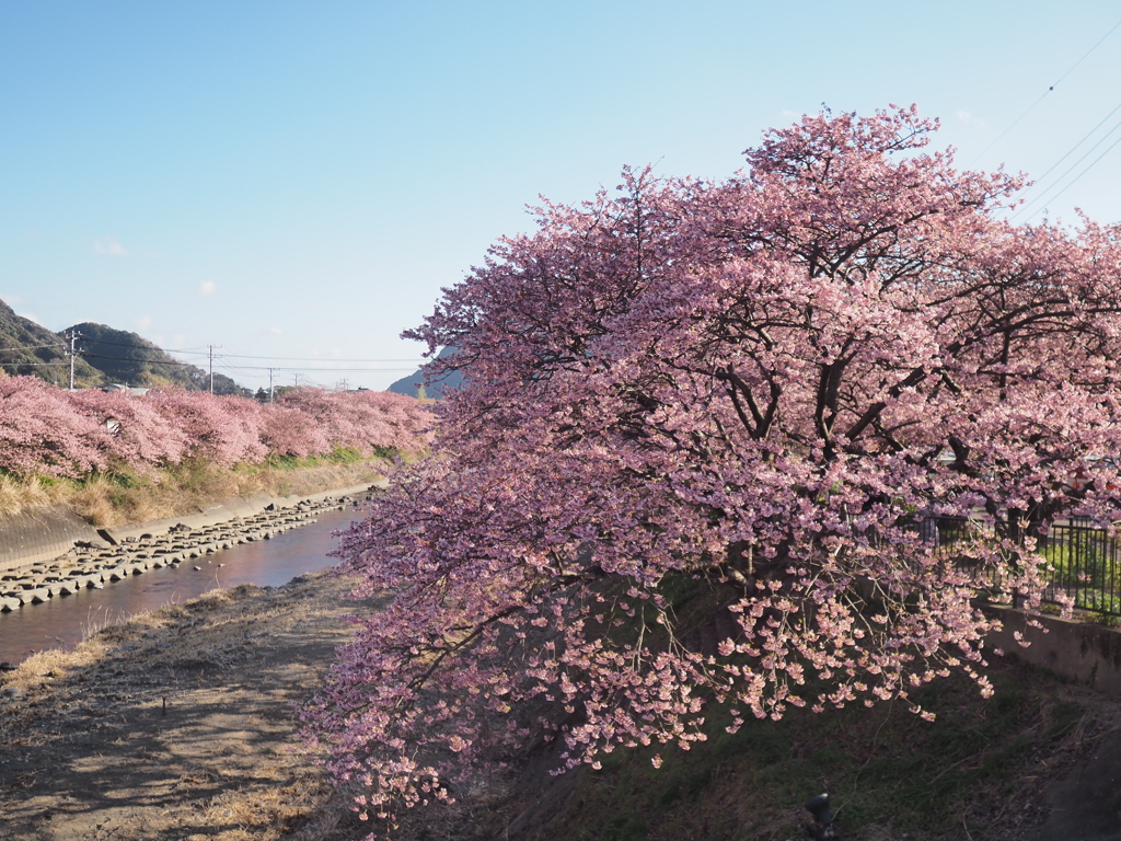 河津桜