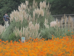 キバナコスモス　ひたちなか海浜公園