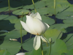 藤沢鵠沼のハス沼