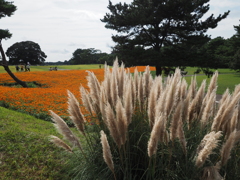 キバナコスモス　ひたちなか海浜公園