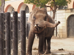 インドゾウ　ズーラシア