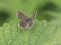 小出川彼岸花の蝶