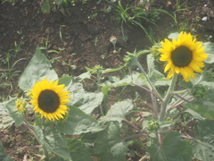 ソレイユの丘のヒマワリ