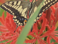小出川彼岸花の蝶