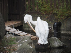 横浜金沢動物園のモモイロペリカン