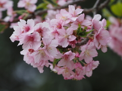 引地川の河津桜