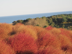 2020　ひたち海浜公園のコキアとコスモス