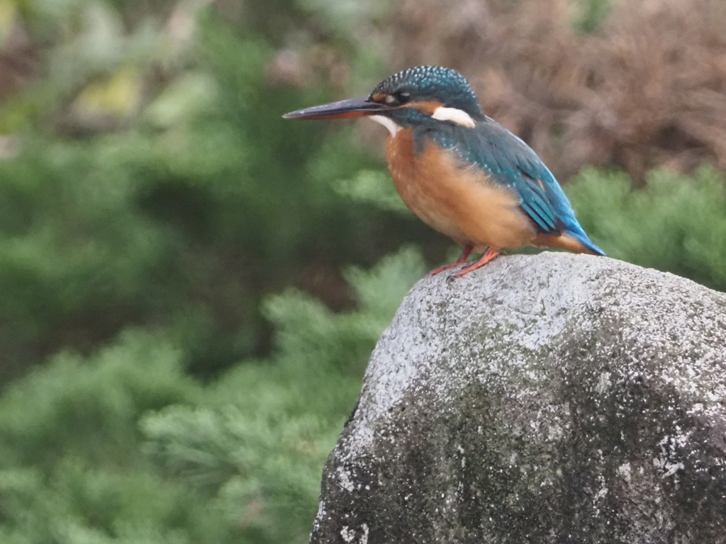 長久保公園のカワセミ