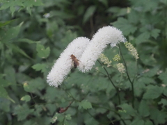 箱根仙石原の生き物