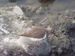 引地川のイソシギ