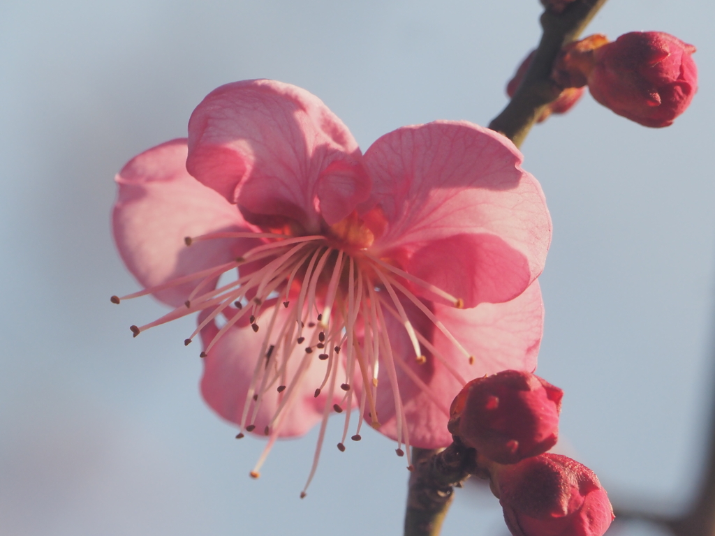 2021年花撮り初め