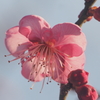 2021年花撮り初め