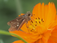 キバナコスモス　ひたちなか海浜公園