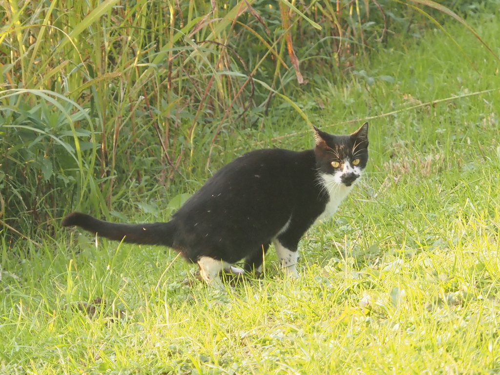 引地川の猫