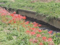 小出川彼岸花