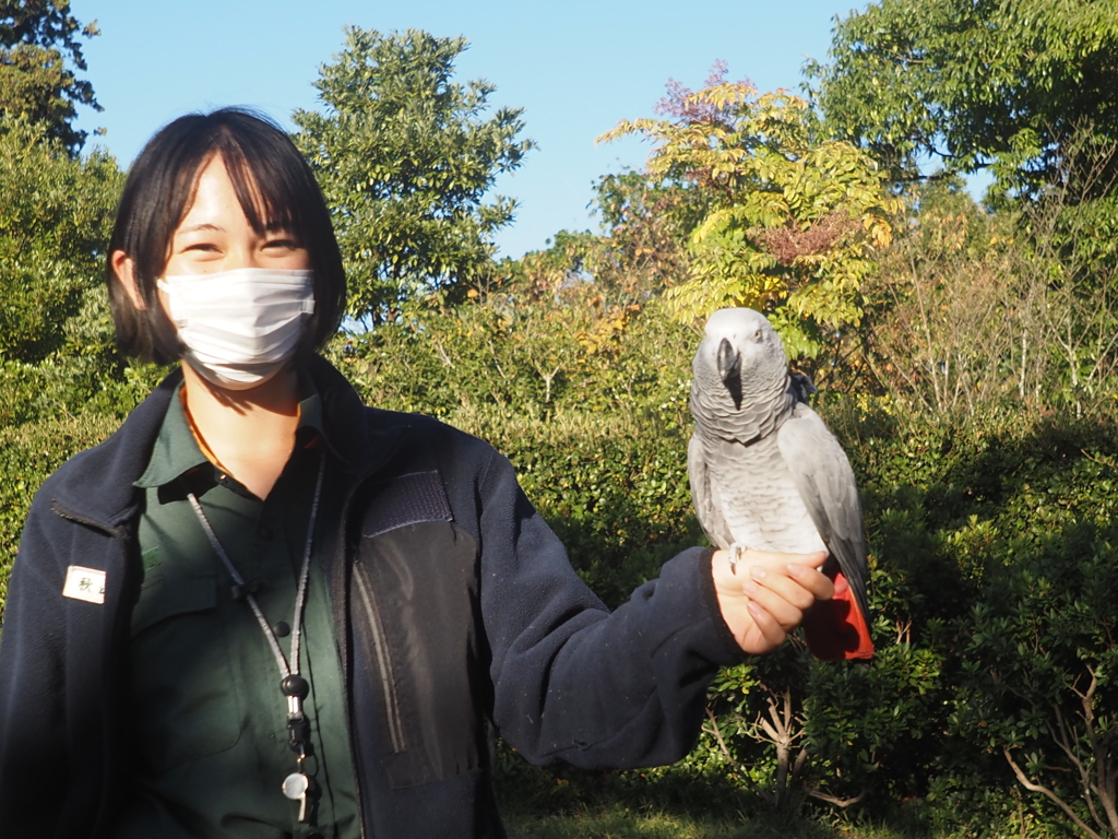 横浜ズーラシアのヨウム