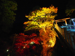 大山阿夫利神社ライトアップ