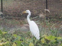 引地川のダイサギ