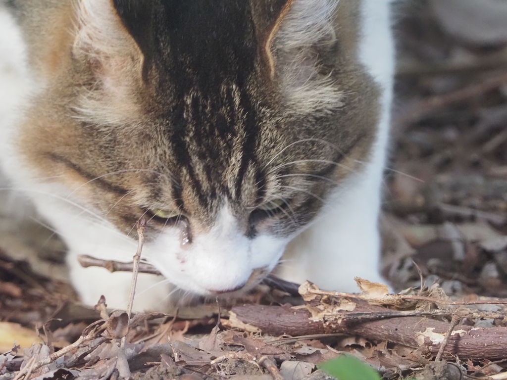 長久保公園