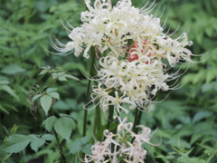泉の森　彼岸花