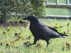 引地川親水公園のカラス