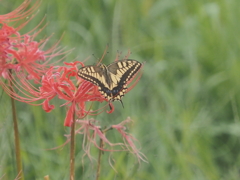 小出川彼岸花の蝶