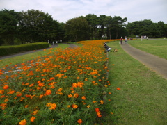 キバナコスモス　ひたちなか海浜公園