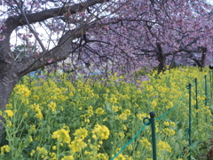 河津桜