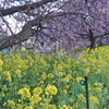 河津桜