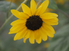 ソレイユの丘のヒマワリ