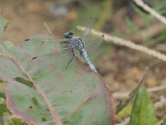 小出川彼岸花のトンボ