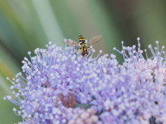 箱根仙石原の生き物