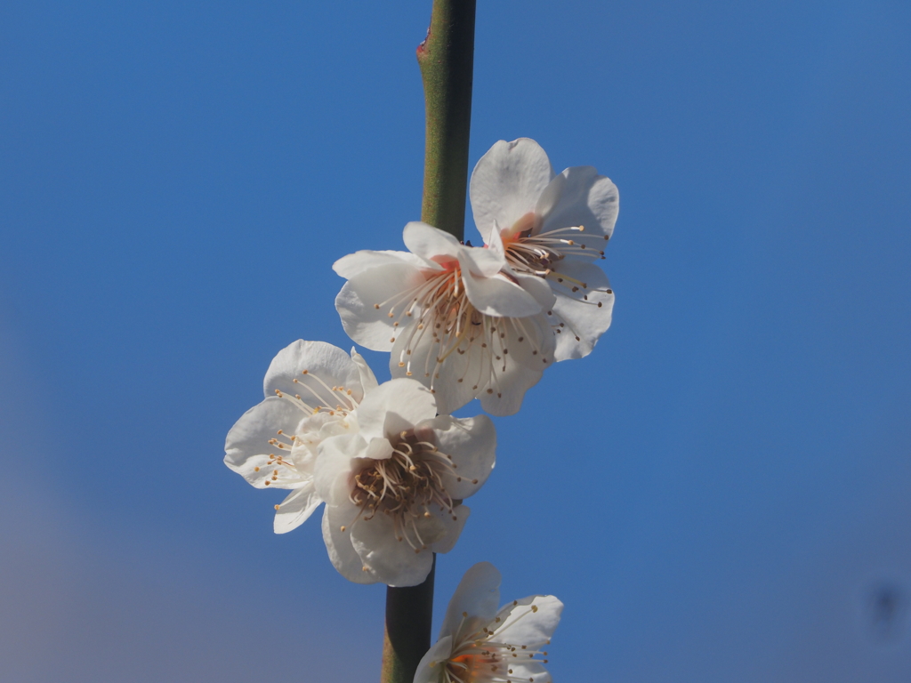 長久保公園