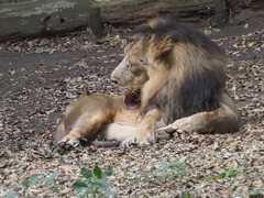 ズーラシアのインドライオン