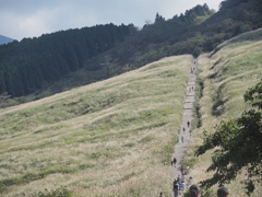 箱根仙石原の生き物
