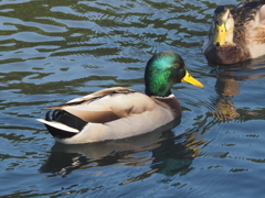 横浜三渓園のカモ