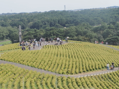 緑のコキア　ひたち海浜公園