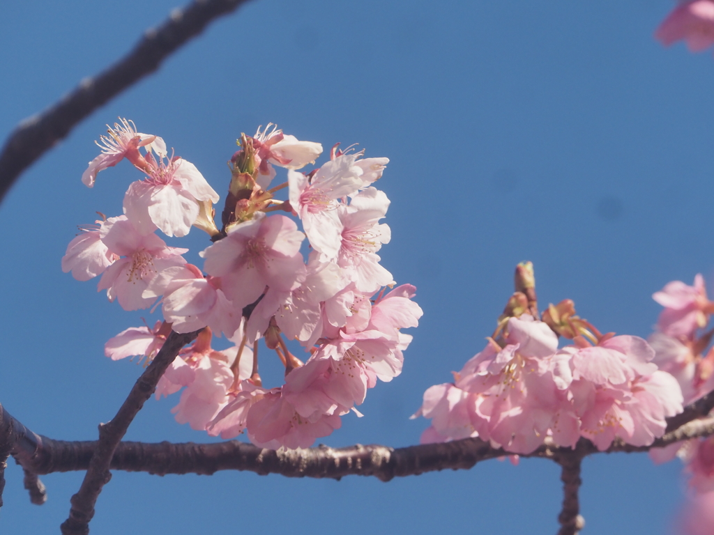 河津桜