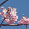河津桜