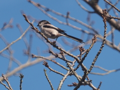 引地川のエナガ